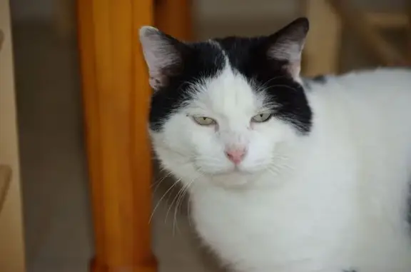 Chat perdu, Le Fœil, photo: Chat perdu : blanc tacheté noir, peureux