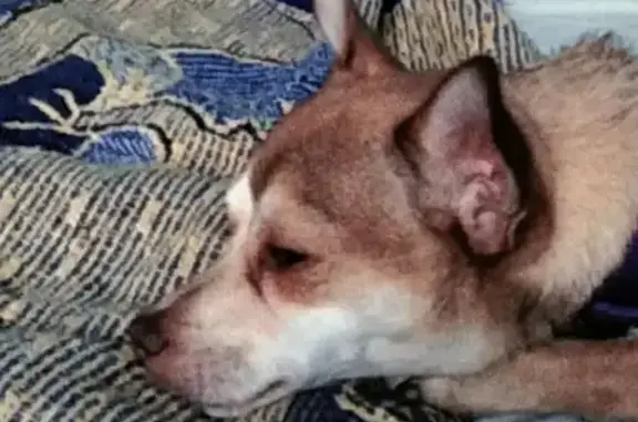 Perro Perdido: Pequeña, Café Claro y Blanca