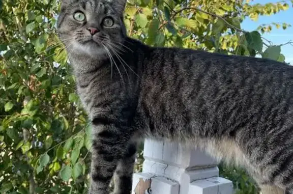 Chat perdu, Wasquehal, photo: Chat perdu : Européen tigré gris, Wasquehal