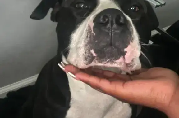 Lost Pitbull Mix: North Champion Ave