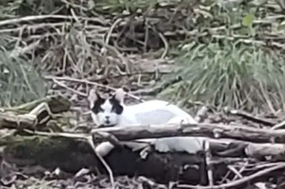 Chat trouvé Ozoir-la-Ferrière, photo: Chat blanc/noir aperçu forêt près école Gruet