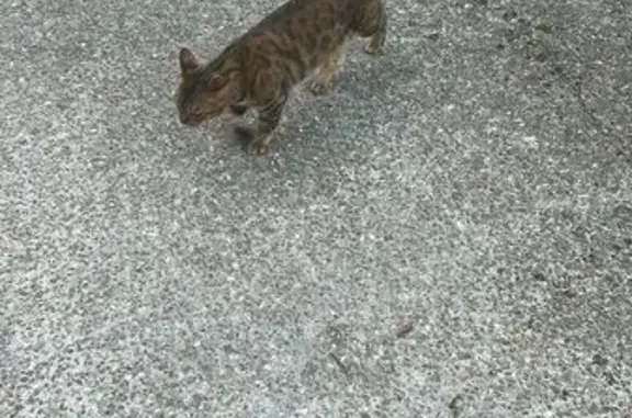 Animaux perdus Paris, photo: Chat perdu : Lily, tigrée, secteur Montmorency