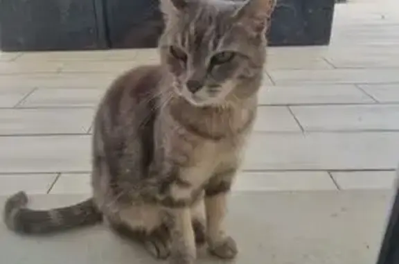 Chat perdu, Bavans, photo: Chatte grise tigrée perdue à Bavans