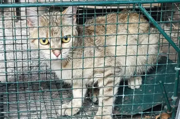 Chatte tigrée trouvée à Vindelle - photo