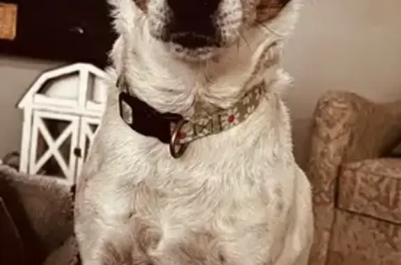 Lost Jack Russell: Cobbs Hall Lane, VA
