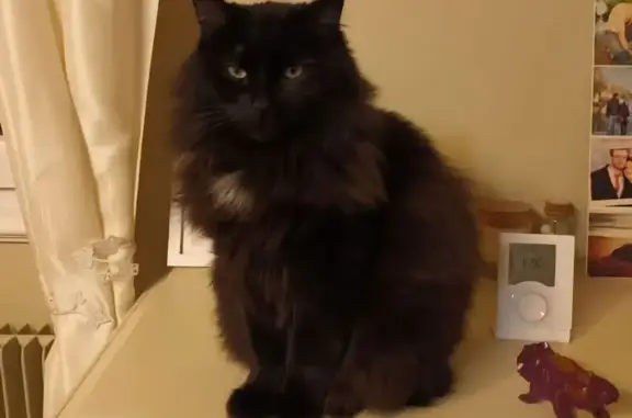 Chatte noire perdue à Villers-sur-le-Roule - photo