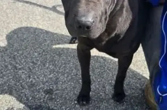 Found dog Salisbury, photo: Found Male Dog on Milne Rd, Salisbury
