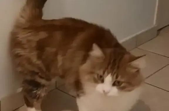Animaux perdus , photo: Chat perdu à La Remaudière
