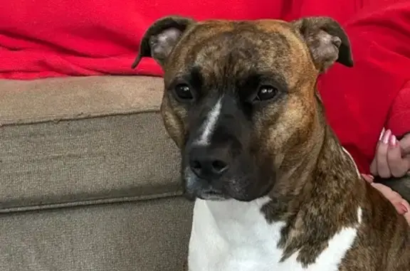 Lost Brindle Lab-Pit Mix in Violet Twp