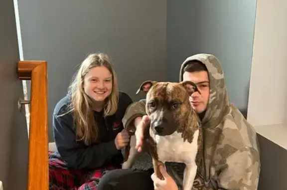 Friendly Brindle Lost on Canyon Lane
