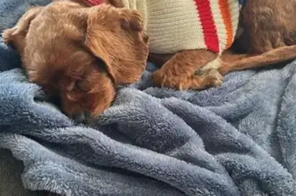 Missing dog , photo: Help Find Twix: Lost Cavoodle in Adamstown