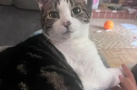 Lost Chatty Cat on Fruit Hill Avenue