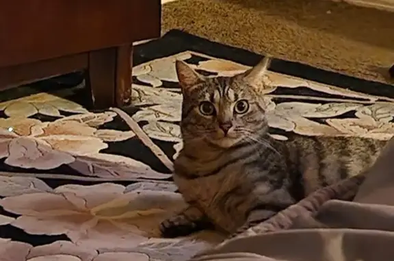 Lost and found pets Port Orange, photo: Lost Tabby Cat on Nettle Creek Court