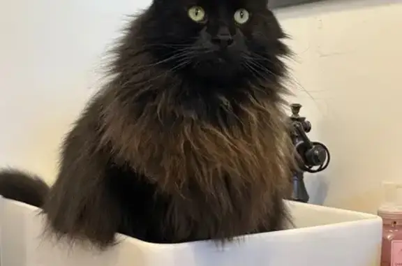 Lost and found pets Harrisville, photo: Lost Black Cat on Brookmeadow Dr