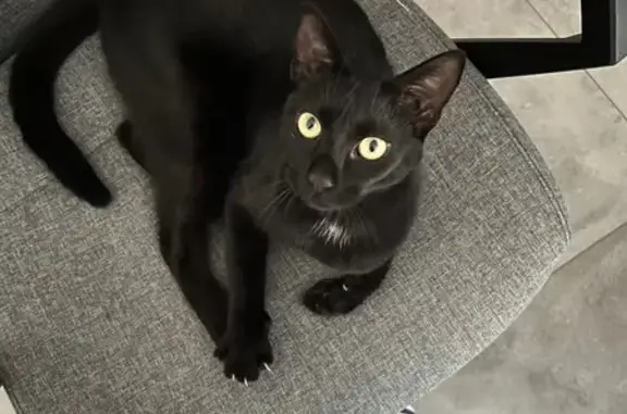 Chatte noire perdue à Balaruc-les-Bains - photo