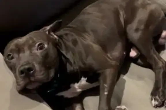 Lost Black Staffy on MacDonough St, NY