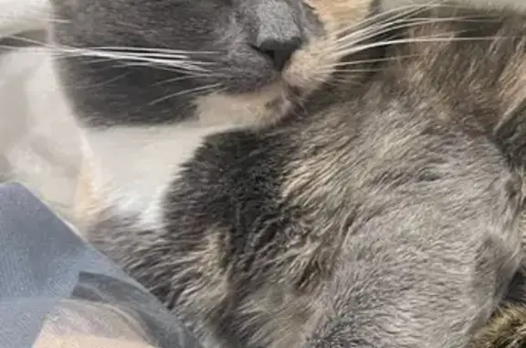 Lost and found pets New York, photo: Lost Gray Cat: Skittish, Colonial Rd, NY