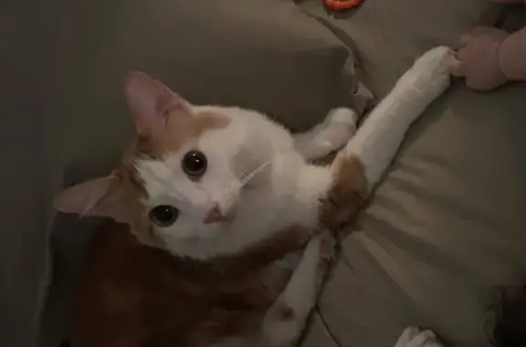 Lost: Friendly Yellow & White Cat, Vegas