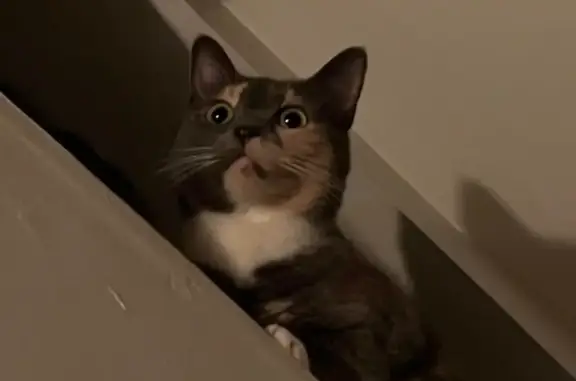 Lost Cat Sasha: Gray with Tan Spots