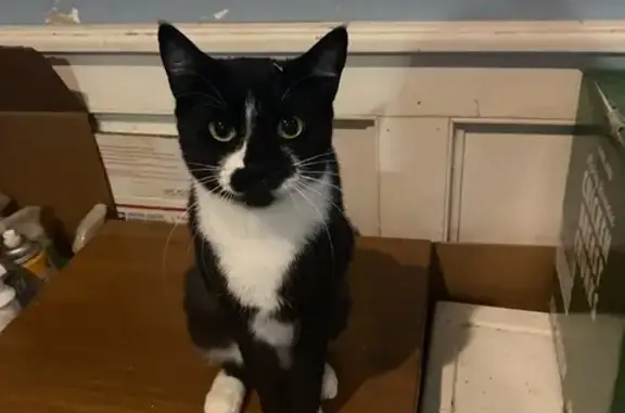 Lost and found pets Naugatuck, photo: Lost Cat on Spring St, Naugatuck 311