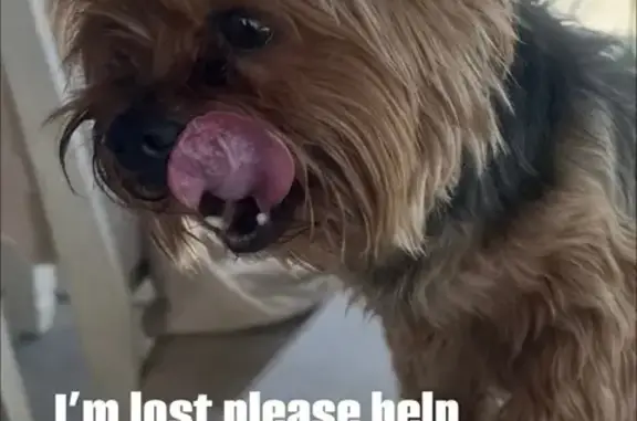 Lost Yorkie: Brown & Black in Hesperia