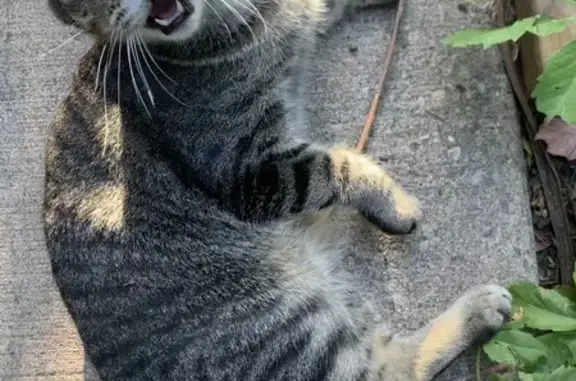 Lost and found pets Ogden, photo: Lost Cat Floki: Extra Toes, Ogden Area