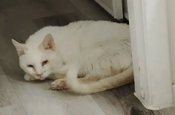 Heroic Rescue: Cat Saved on Bu...
