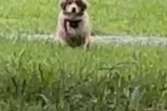 Fluffy Lost Dog: Brown, White & Orange