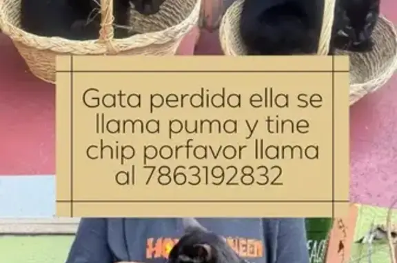 Lost and found pets Miami, photo: Lost Black Cat: Skittish, Pink Collar