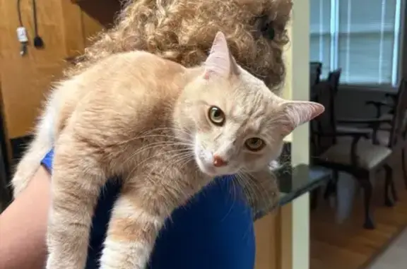 Lost Gold Cat: Circle Mark, Yellow Eyes