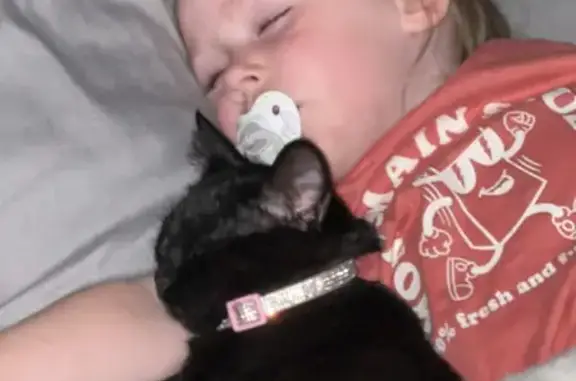 Lost and found pets Little Rock, photo: Missing: Sweet Black Cat in Pink Collar