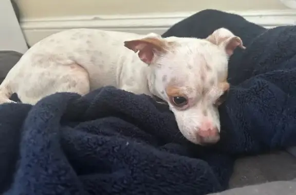 Dog Found Near Wilmington Rail...