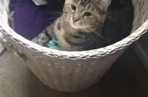 Lost and found pets Covington, photo: Lost Tabby Cat: Sweet, Half-Eared Beauty