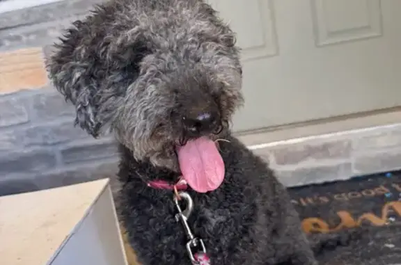 Found Dog: Curly Gray & Black...