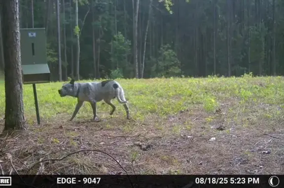 Found: White Dog w/ Black Spot...