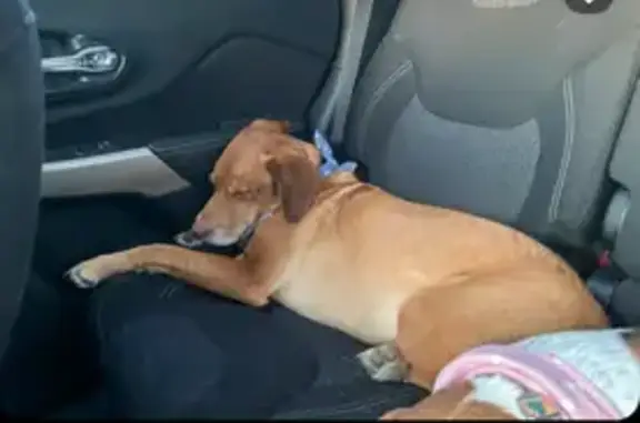 Lost Lab Mix: Coach Missing in...
