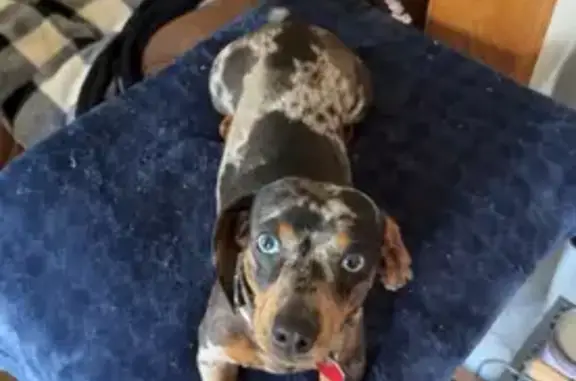 Lost and found pets Lockport, photo: Lost Mini Dachshund: Blue-Eyed & Skittish