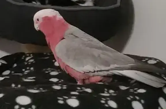 Lost Bird Batty: Help Find Her in Bayswater