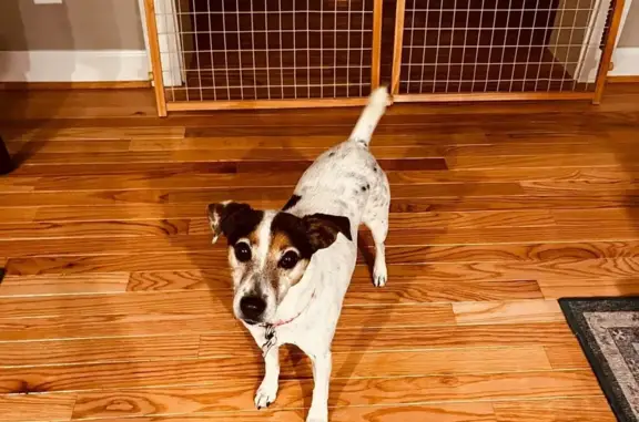 Missing dog Kilmarnock, photo: Missing Jack Russell: Ditchley Road