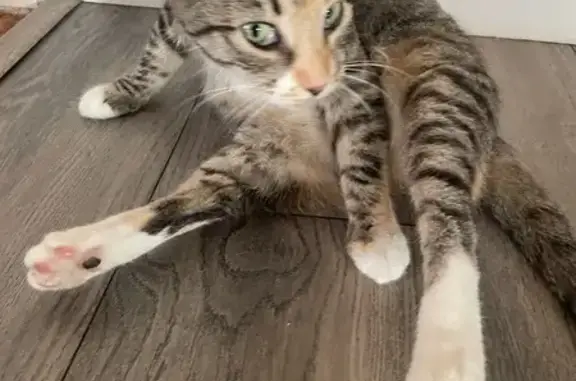 Friendly Feral Cat Molly Missing in Bay Shore