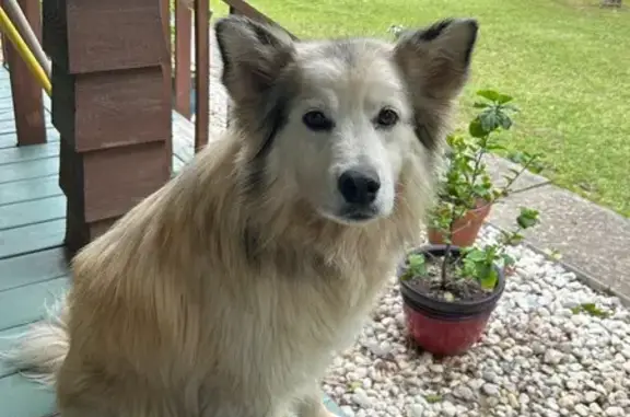 Lost Dog: Friendly, Roams Hwy...