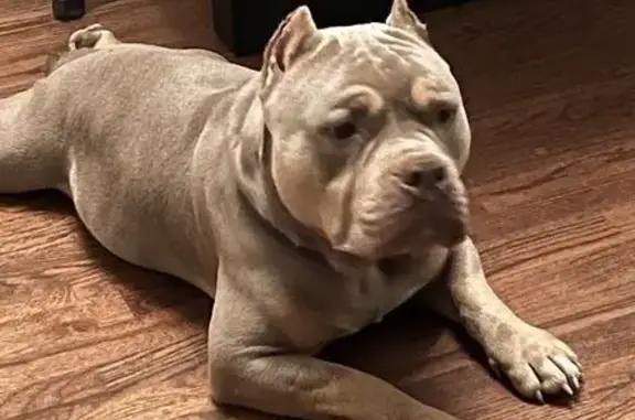 Lost Pitbull: Light Tan, 141st Place, Dolton