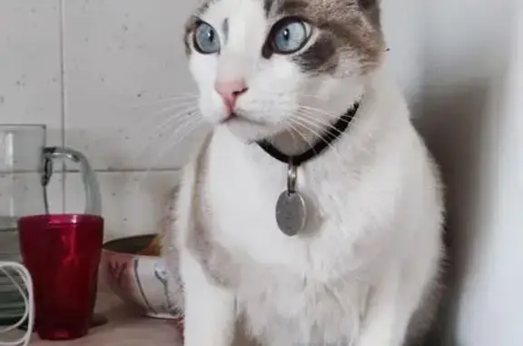 Se busca: Gato blanco con ojos azules en Matapozuelos