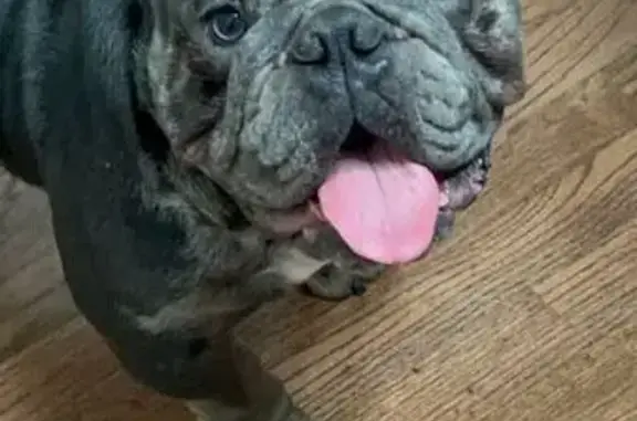 Lost Brindle Pitbull: East 141st Dolton