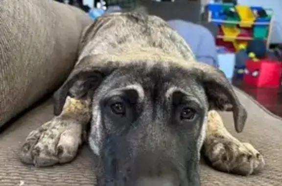 Lost: Friendly Dark Brindle Ma...