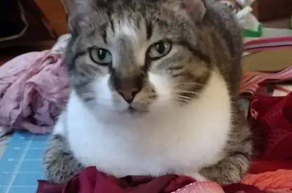 Lost and found pets Webster Groves, photo: Lost Cat: Sweet, Shy, Striped in Webster