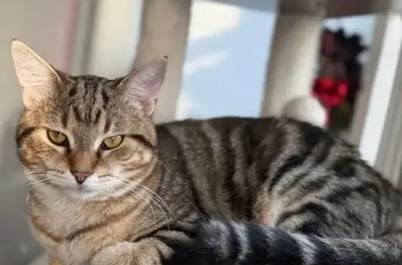 Missing: Brown/Black Tabby in Wooster