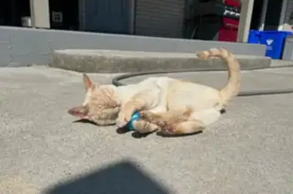 Lost Flame Point Siamese Near Dalewood