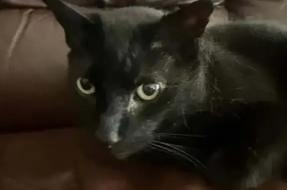 Lost and found pets Niagara Falls, photo: Help Find Noir: Missing Cat in Niagara