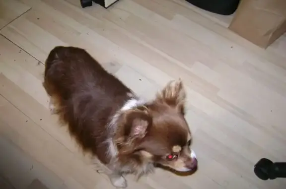 Found: Long-Haired Chihuahua i...